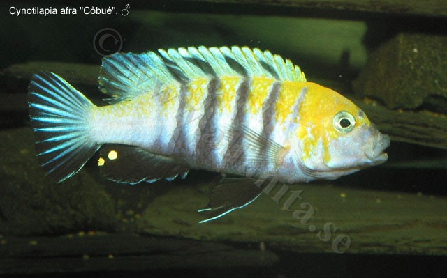 Cynotilapia afra "Cbu"