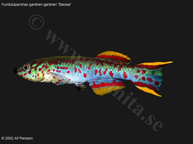 Fundulopanchax nigerianus "Baissa"