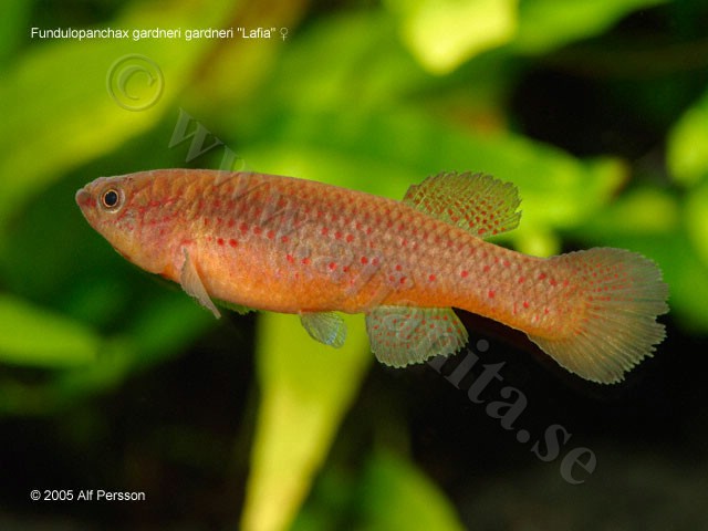 Fundulopanchax gardneri gardneri "Lafia"