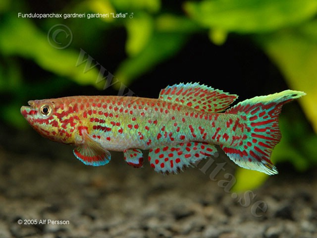 Fundulopanchax gardneri gardneri "Lafia"