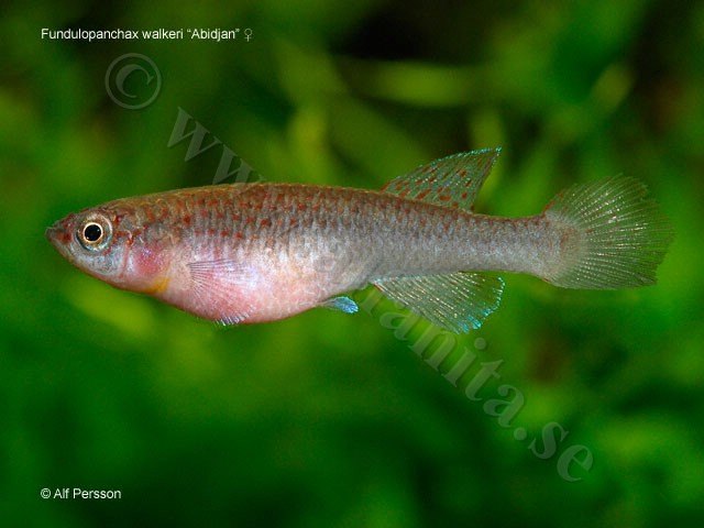 Fundulopanchax walkeri "Abidjan"