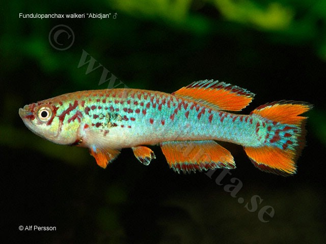Fundulopanchax walkeri "Abidjan"