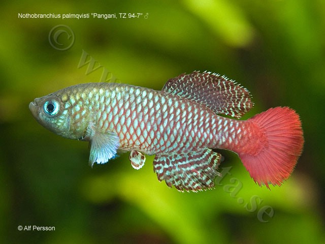 Nothobranchius palmqvisti "Pangani, TZ 94-7"