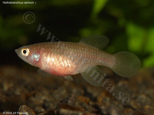 Nothobranchius rachovii