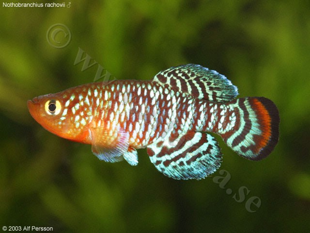 Nothobranchius rachovii