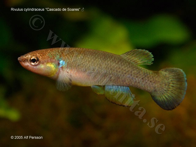 Rivulus cylindraceus "Cascade de Soares"