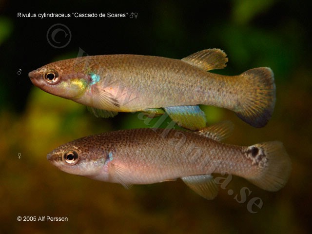 Rivulus cylindraceus "Cascade de Soares"