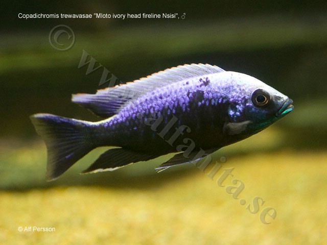 Copadichromis trewavasae "Mloto ivory head fireline Nsisi"