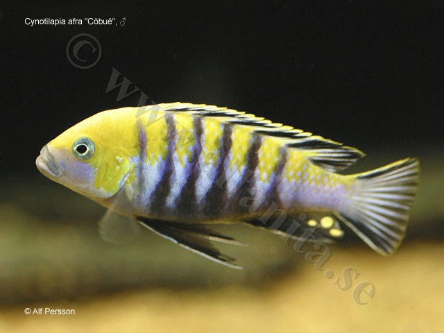 Cynotilapia afra "Cbu"