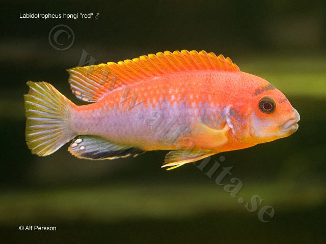 Labidochromis hongi "red"