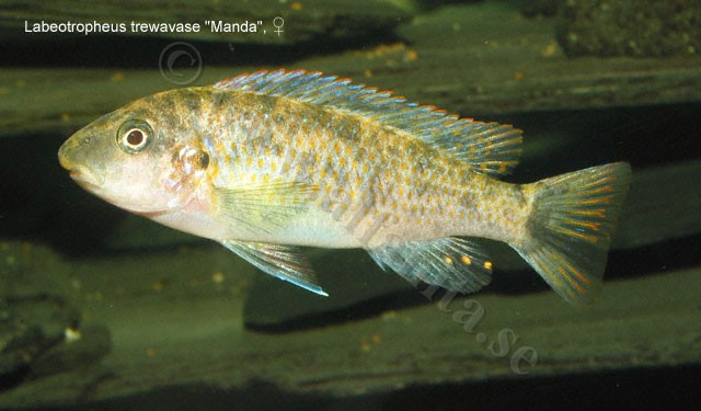 Labeotropheus trewavase "Manda"