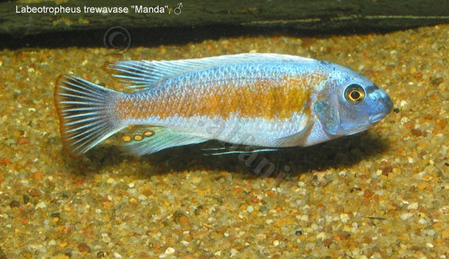 Labeotropheus trewavase "Manda"