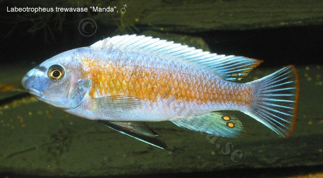 Labeotropheus trewavase "Manda"