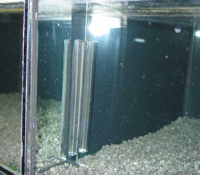 Glasskivan frhindar att fiskarna simmar bak i akvariet