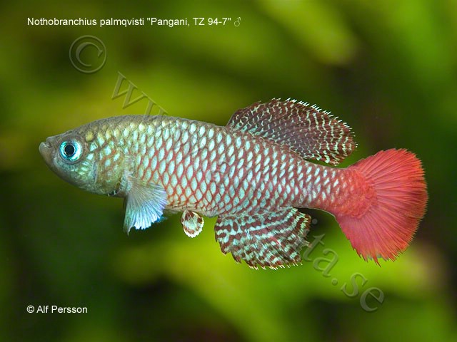 Nothobranchius palmqvisti "Pangani, TZ 94-7"