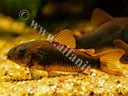 Corydoras 'Black'