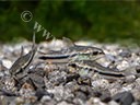 Corydoras pygmeus