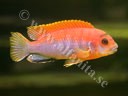 Labidochromis hongi "red"