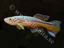 Fundulopanchax amieti 'C 89-31'