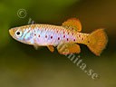 Fundulosoma thierryi 'Ada, GH 06-5'