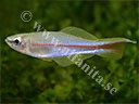 Plataplochilus sp. 'GEM 2020-7'