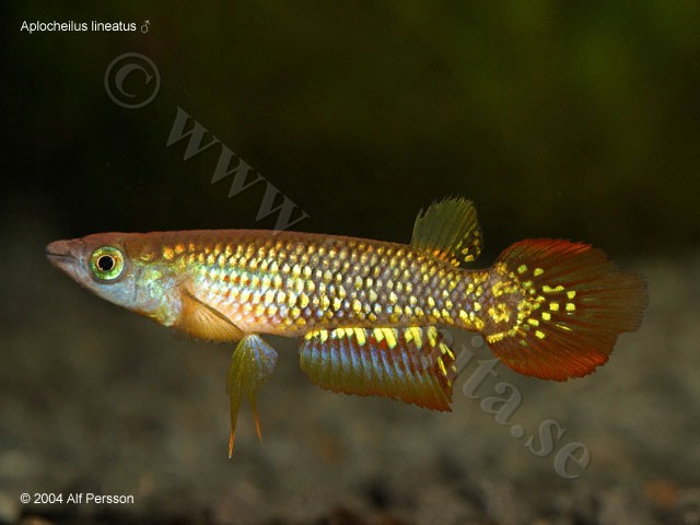 Aplocheilus lineatus