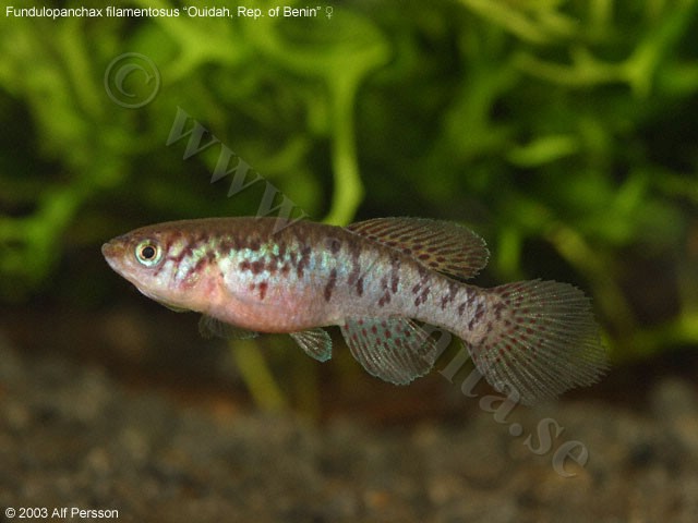 Fundulopanchax filamentosus ”Ouidah, Republic of Benin”