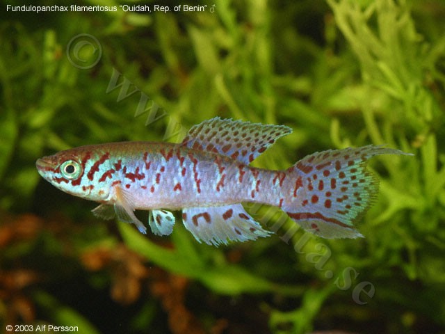 Fundulopanchax filamentosus ”Ouidah, Republic of Benin”